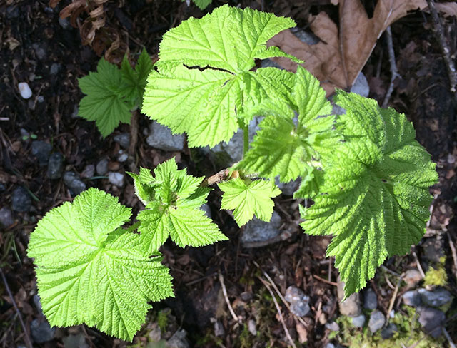 New growth is abundant, signifying birth