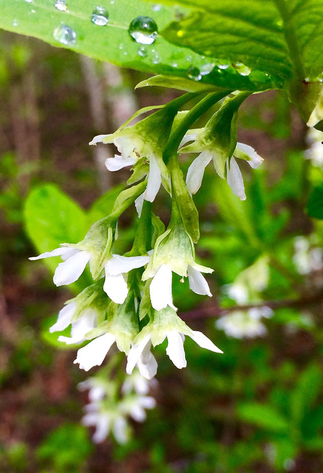 New growth is abundant, signifying birth