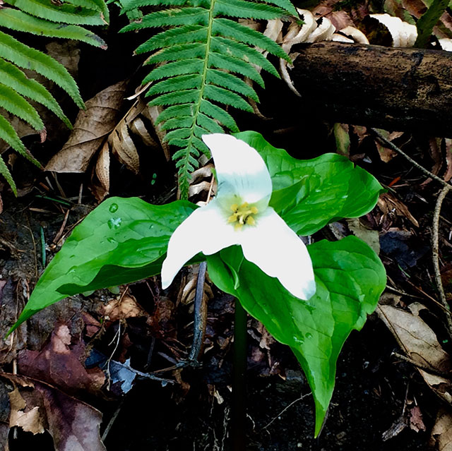 there are hidden treasures' in the messiness of last year's undergrowth