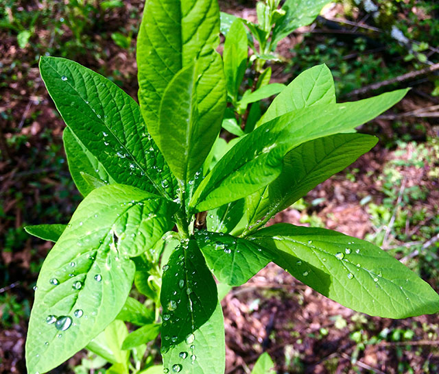 there are hidden treasures' in the messiness of last year's undergrowth